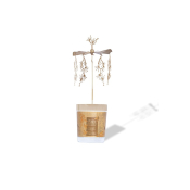 Sviečka s kolotočom 75 gr 2.64 oz Succulent Pear